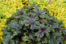 Гейхерелла Tapesty Гейхерелла Tapesty