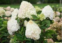 Гортензия Magical Mount Malinche