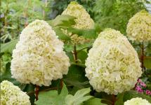 Гортензия дуболистная Tara Гортензия дуболистная Tara