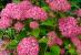Гортензия древовидная Candybelle Sorbet