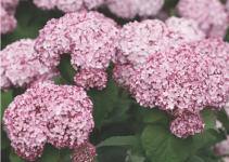 Гортензия древовидная Sweet Annabelle Гортензия древовидная Sweet Annabelle