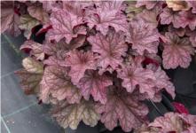 Гейхера World Caffe Shakerato (Акционная цена до 01.04.25)