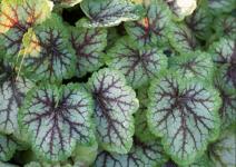 Гейхера Master Painter Picasso