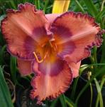 Лилейник Blossom Blooming