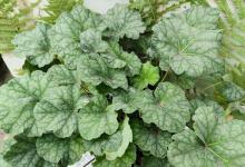 Гейхера Dale Strain