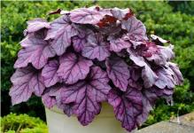 Гейхера Pink Panther (Акционная цена до 01.04.25)