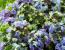Гортензия крупнолистная Lady Mata Hari Blue