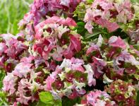 Гортензия крупнолистная Lady Mata Hari Pink