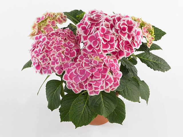 Гортензия крупнолистная Red Ace