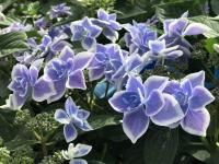 Гортензия Star Gazer