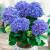Гортензия крупнолистная You & Me Together Blue