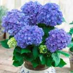 Гортензия крупнолистная You & Me Together Blue