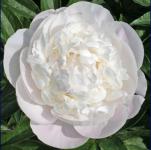 Пион Corrine Wersan