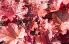 Гейхера Mahogany