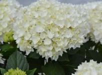 Гортензия крупнолистная Doppio Fredo