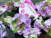 Гортензия крупнолистная Rembrandt Antico  Fresco Blue