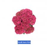 Гортензия крупнолистная Vox Hero Pink