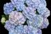 Гортензия крупнолистная Vox Pastel Blue
