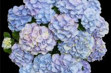 Гортензия крупнолистная Vox Pastel Blue