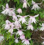 Княжик Pink Princess