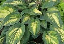 Хоста When I Dream