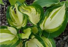 Хоста Almost Heaven