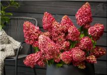 Гортензия метельчатая Magical Monte Verde