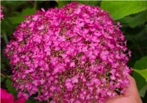 Гортензия древовидная Candybelle Winnegum