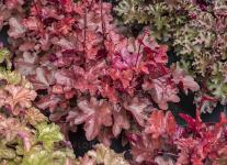 Гейхера World Caffe  Vienna